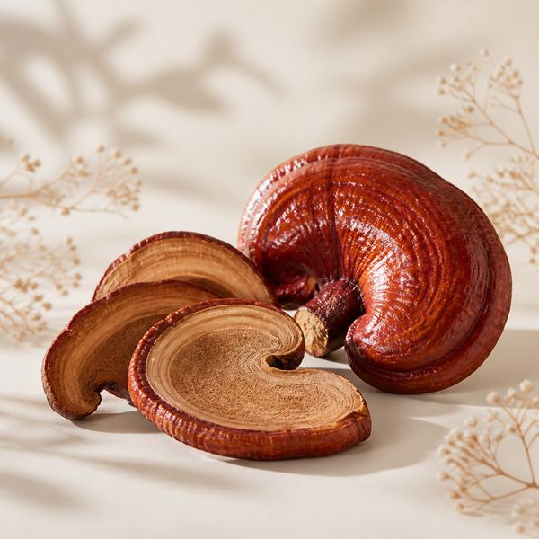 Reishi Fruiting Body 10:1